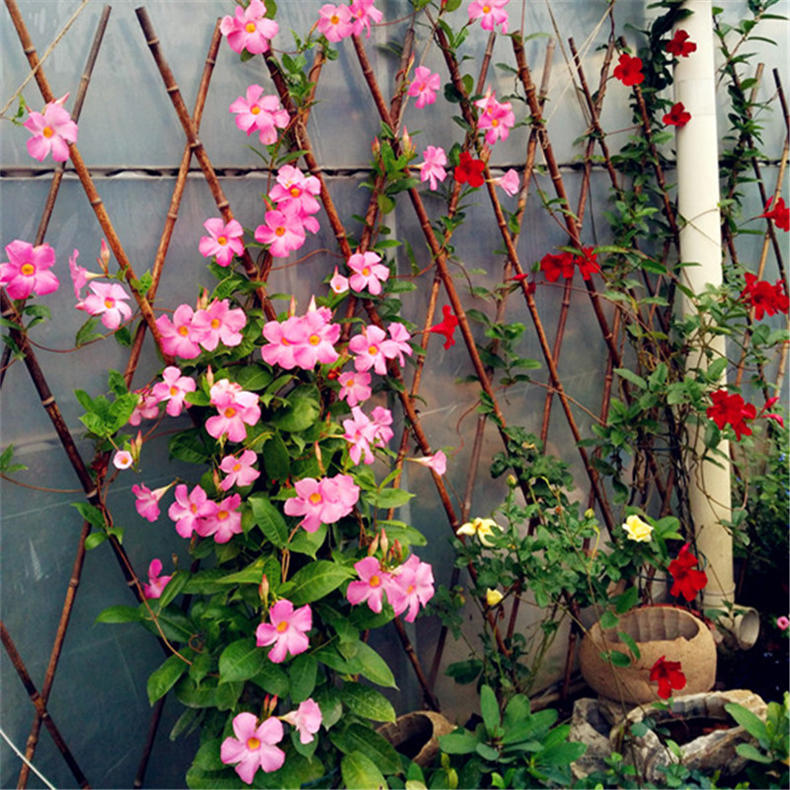 飄香藤 開在盛夏的嬌艷爬藤花卉