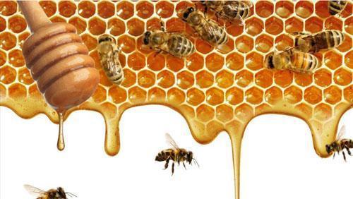 一窝能上百斤鱼的自制饵料, 白酒加蜂蜜鱼儿很