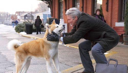 主人受伤, 忠犬护主, 彰显人间大爱!