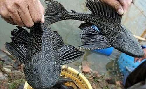 美国鲤鱼印度鲶鱼，中国的清道夫，到底哪种鱼是人吃的呢?