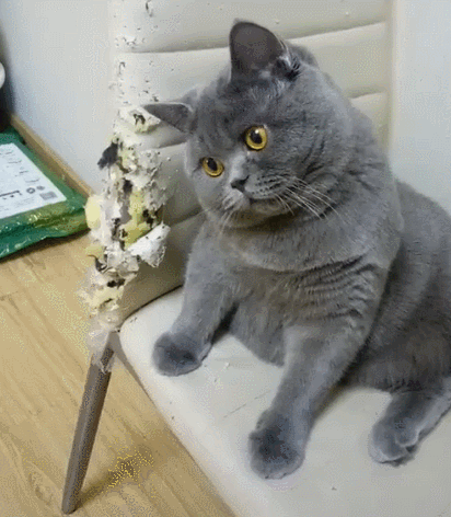 壁纸 动物 狗 狗狗 猫 猫咪 小猫 桌面 412_472 gif 动态图 动图
