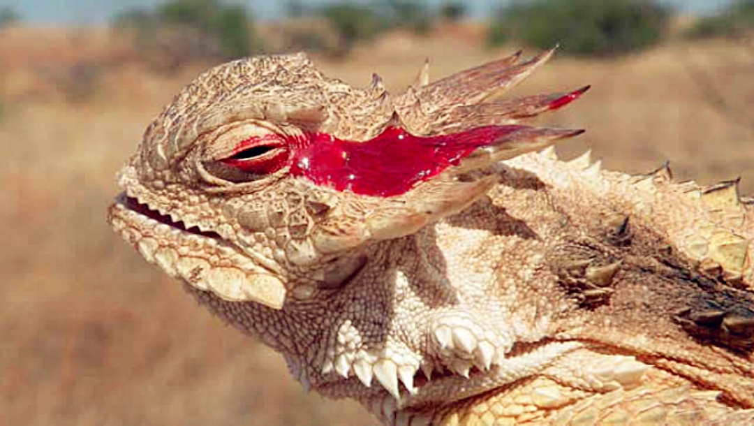 自然界动物奇特的保命技能这种蜥蜴用喷血的方式自卫