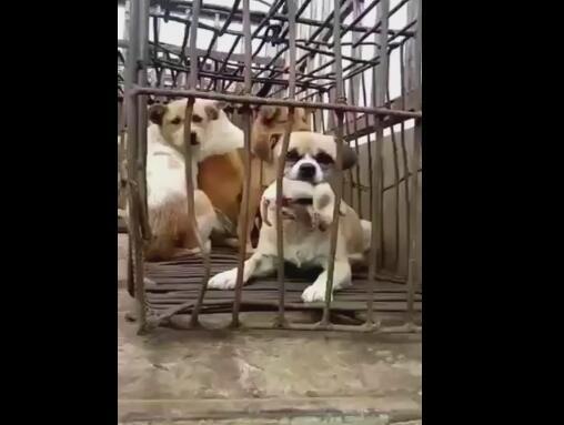 屠宰场里狗妈妈，用嘴含住小狗身体，说可保护小狗！