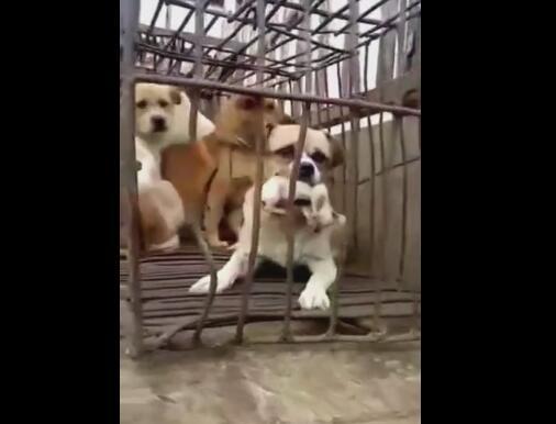 屠宰场里狗妈妈，用嘴含住小狗身体，说可保护小狗！