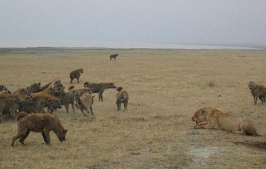 嚣张鬣狗群抢夺母狮食物, 雄狮霸气上场一招致