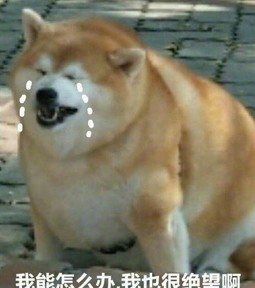 这是一只喝凉水都长肉的柴犬,悲伤辣么大,仿佛看到了自己!