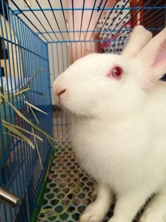 一女子为自家兔子正名:虽然你不名贵,但我的兔兔就是