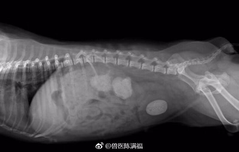 我家的狗狗有膀胱结石我还想做绝育手术可以一起手术吗