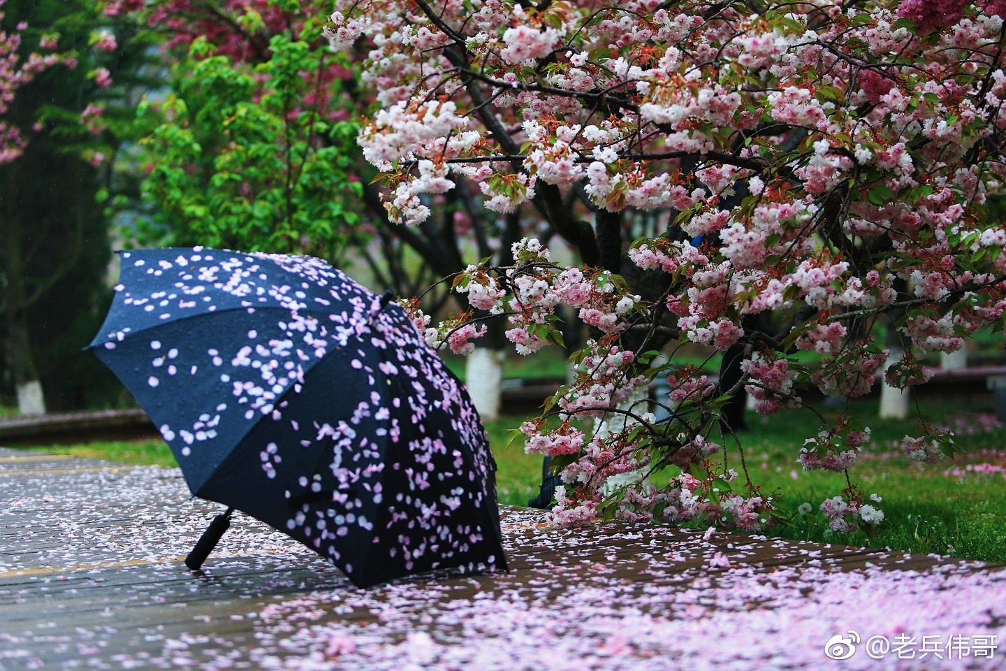 那年,那月,那日,一场风雨后,遇见落樱缤纷,如云似雪——花开花落,似