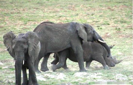 每到大象发情，公象就会这样对待犀牛，无以反抗