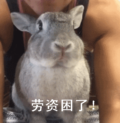 搞笑兔子动图表情包