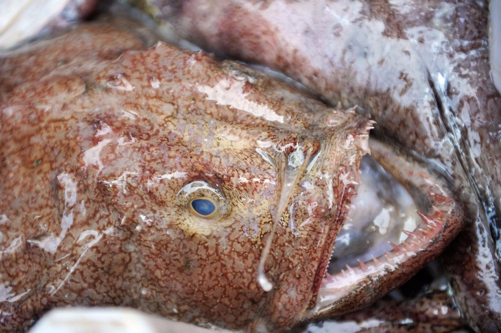 安康鱼 被称为海鬼鱼 鱼肉富含胶质美容佳品 肝脏被誉