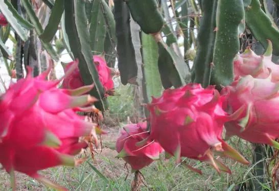 东明80后小伙大棚种植火龙果,一亩可收入3.5万