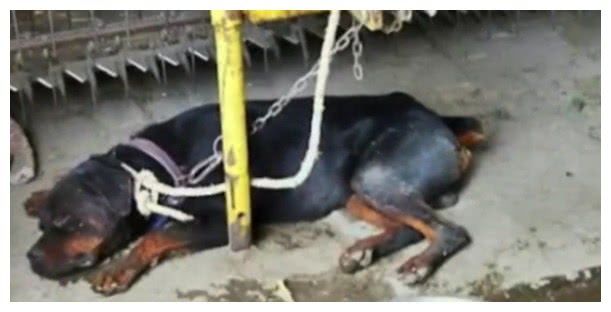 养了3年的狗狗突然咬住主人喉咙,背后真相叫人