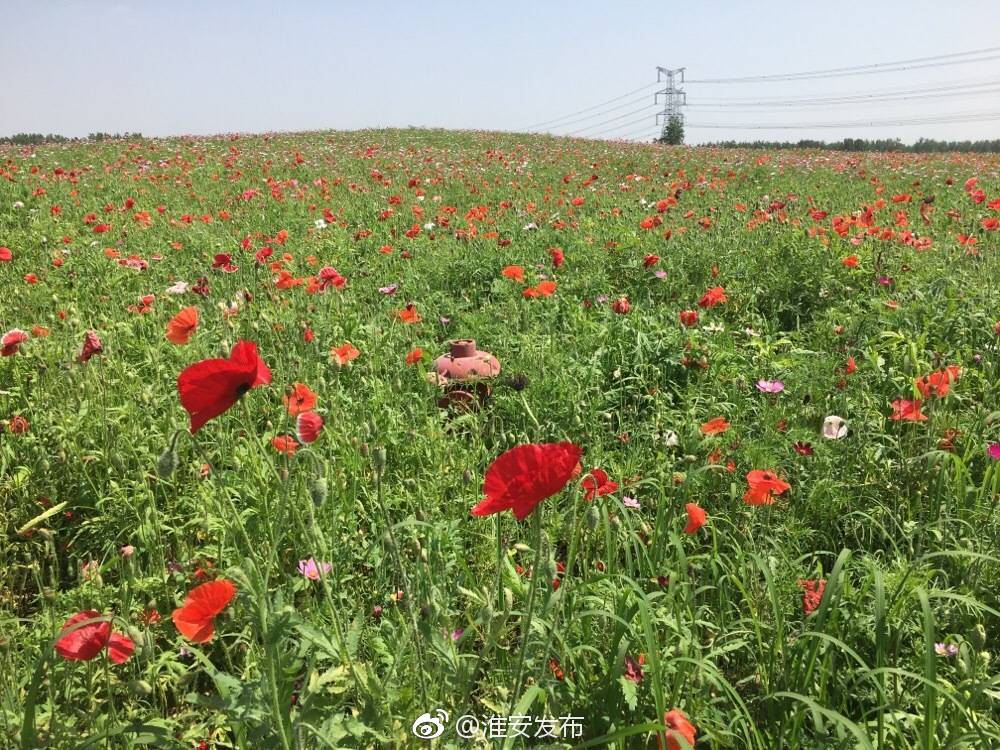 [心]涟水百花园,百花丛中竞争艳