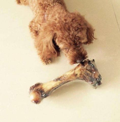 狗狗1岁相当于人类的7岁?4个方法教你正确判