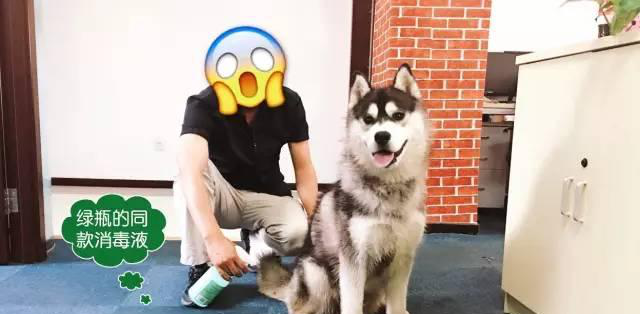 这玩意让你铲屎的时分都是香的,不论你信不信