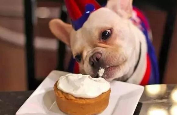 血的教训告诉我们,狗狗再嘴馋都不要喂食这6种食物!