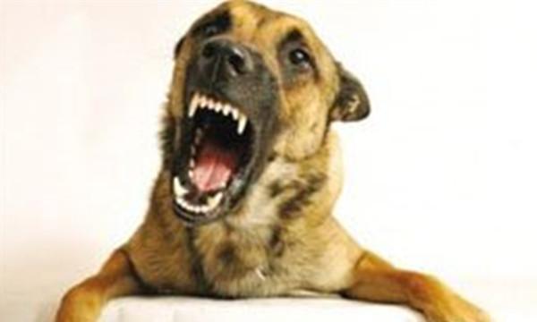 养了3年的狗狗突然咬住主人喉咙,背后真相叫人