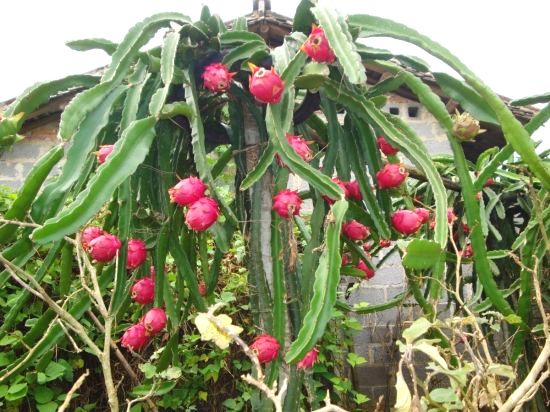 长在仙人掌树上的红心火龙果评测:小象甜 春播