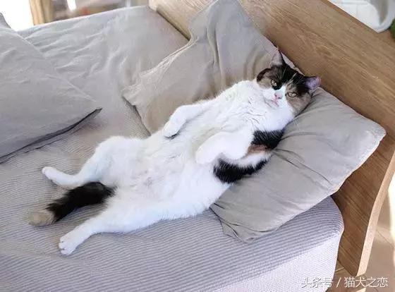 和猫咪一个被窝睡觉,会有什么风险?