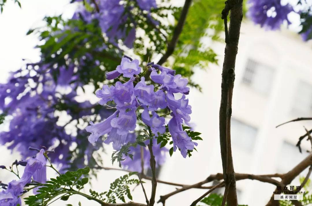 最近,昆明的蓝楹花在抖音上火火火火火火火火