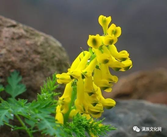 清东陵的太祖山——雾灵山