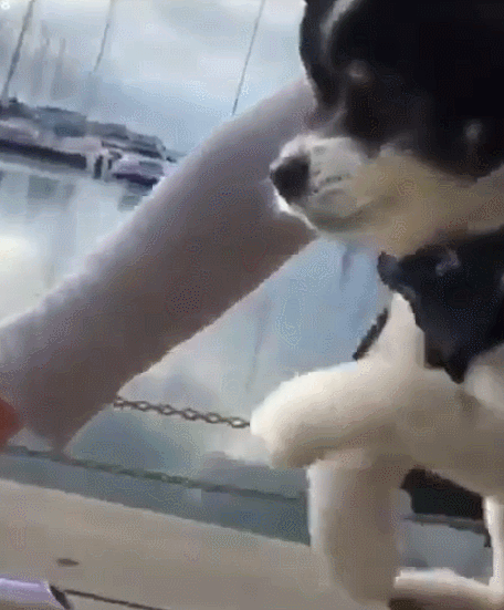 带狗子骑车踏青,非常经典的文章,不看后悔