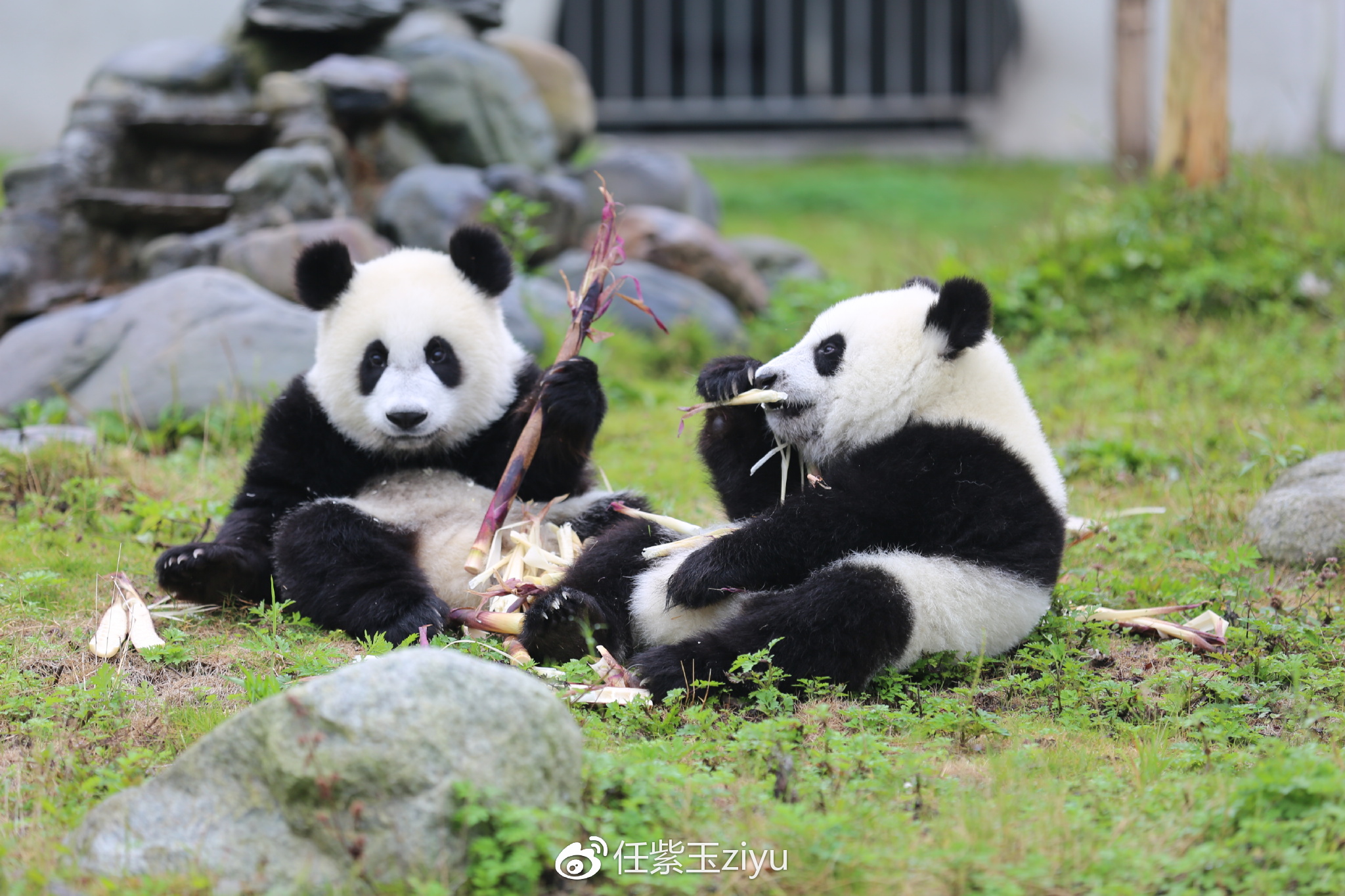 三个熊猫保护基地游览指南，全国首份“最萌网红”应援攻略