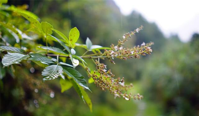 太仙太美了!我有一百万个理由爱上这条古道!