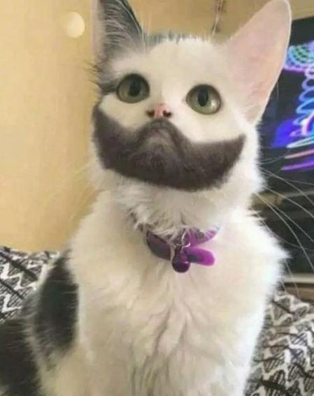 这几只猫丑到爆!但是有一种莫名的喜感,你敢不敢养一只?