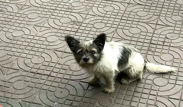 流浪狗为什么会跟着人,它需要食物、需要一个