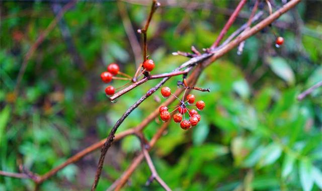 太仙太美了!我有一百万个理由爱上这条古道!