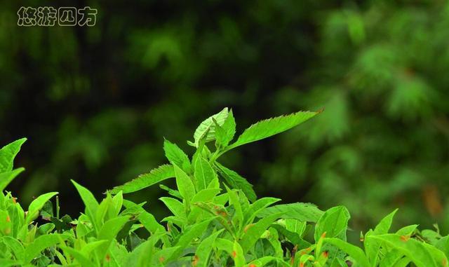 世界上最好的红茶产地原来在这里! 茶好, 风景