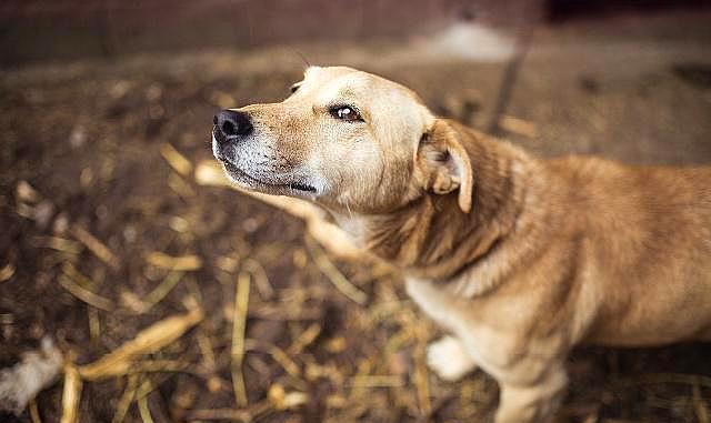 流浪狗为什么会跟着人,它需要食物、需要一个