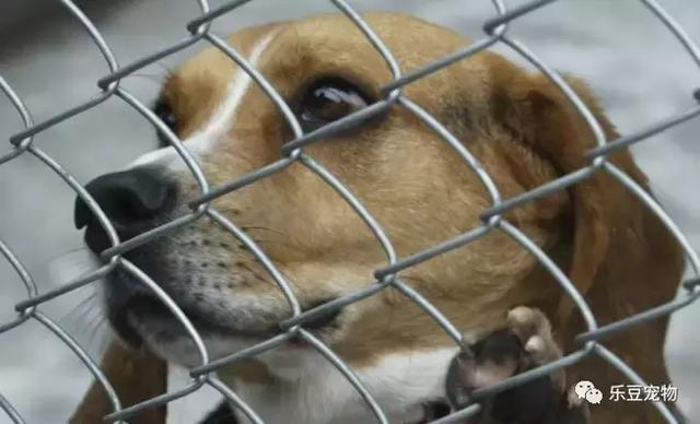 现场实拍:这些让你轻视的流浪狗被抓画面!心