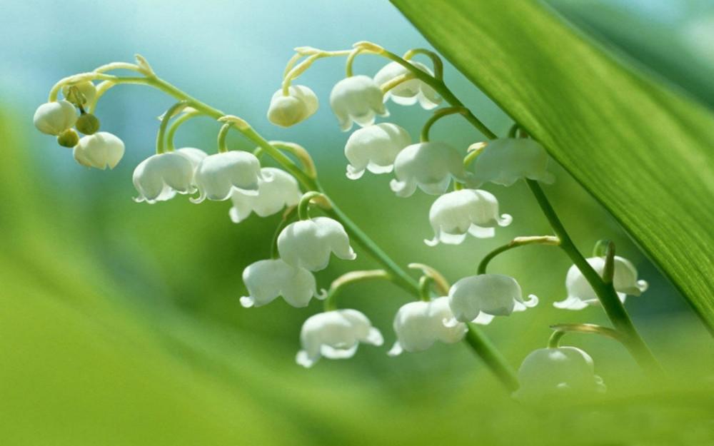 花为谁开, 花为谁落