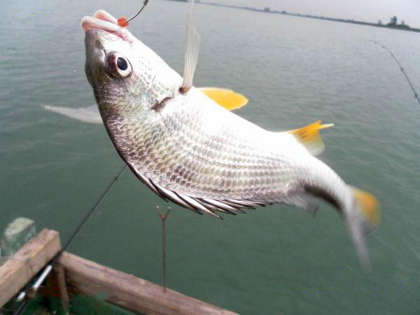 我国黄海中有种鱼名叫“黄鲷鱼”肉质鲜美，特别好钓