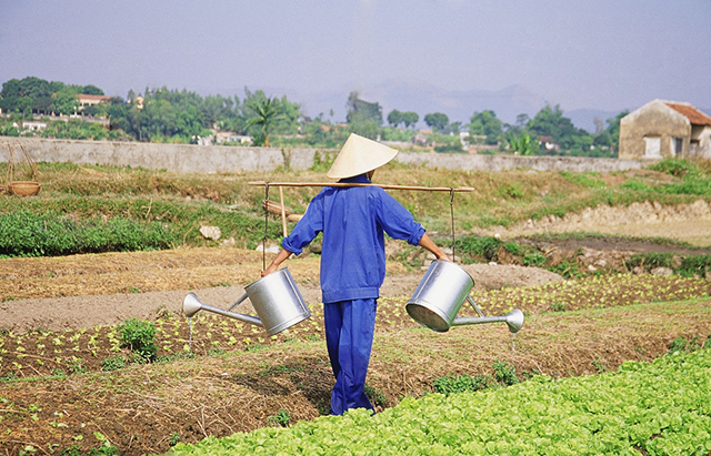 越来越多的农民不再种地,只因为伤心了!这4个理由让农民心疼