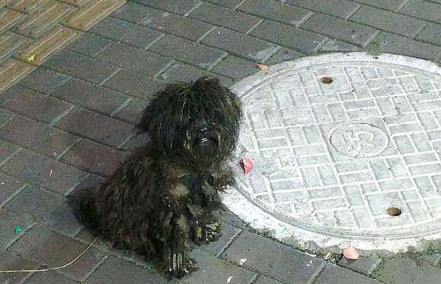 流浪狗为什么会跟着人,它需要食物、需要一个