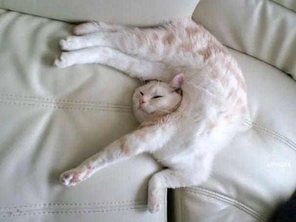 主人偷拍猫咪搞笑睡姿,猫:神经病啊!我不要面子的吗?