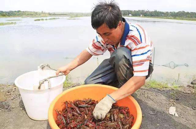 为了让深圳的食客吃到最新鲜的小龙虾,他在海