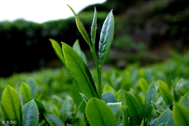 喝了这么多年茶，你知道铁观音是红茶还是绿茶吗