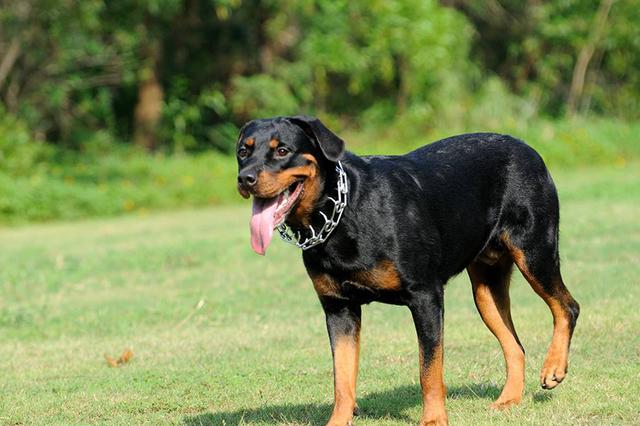 意大利黑帮为什么最喜欢养这种狗?!