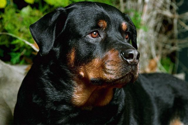 意大利黑帮为什么最喜欢养这种狗?!