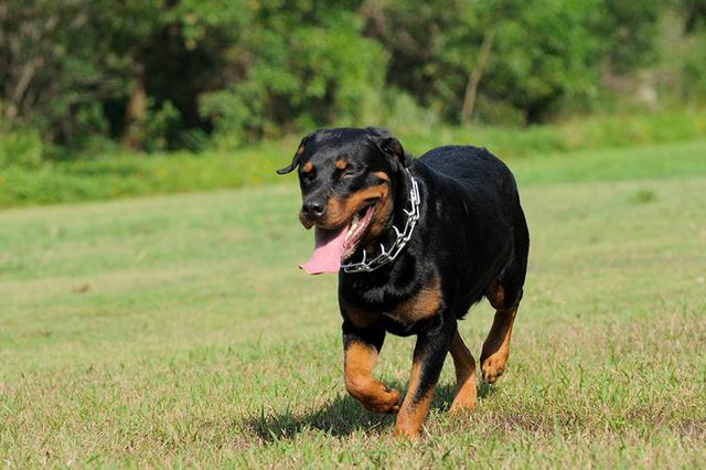 意大利黑帮为什么最喜欢养这种狗?!