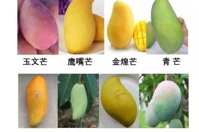 史上最全的芒果品种,全吃过的举手