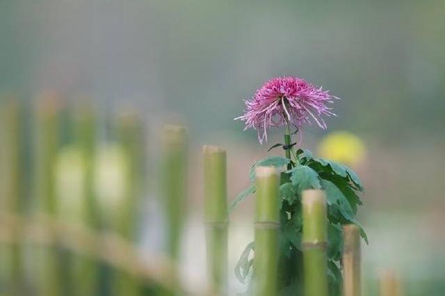 有哪些一读就让人感觉岁月静好的古诗句?