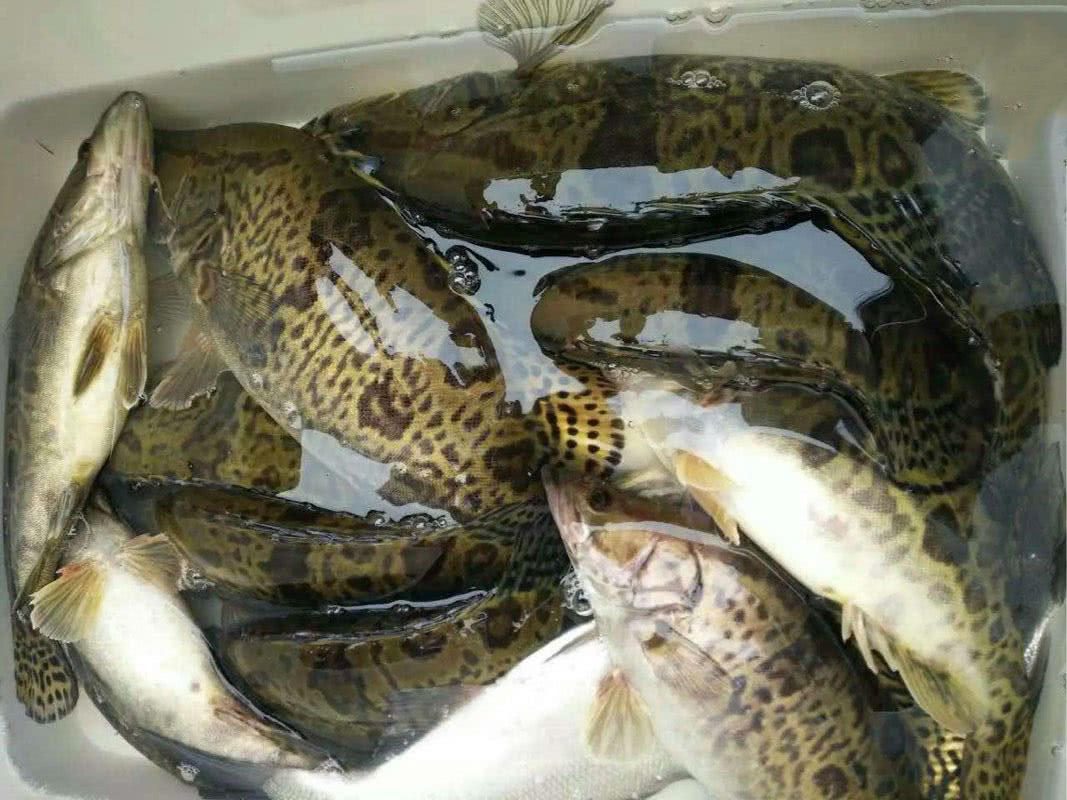 这样的江鳜鱼，很难见到了