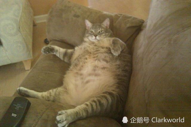 可谓史无前例的巨胖橘猫，太肥了